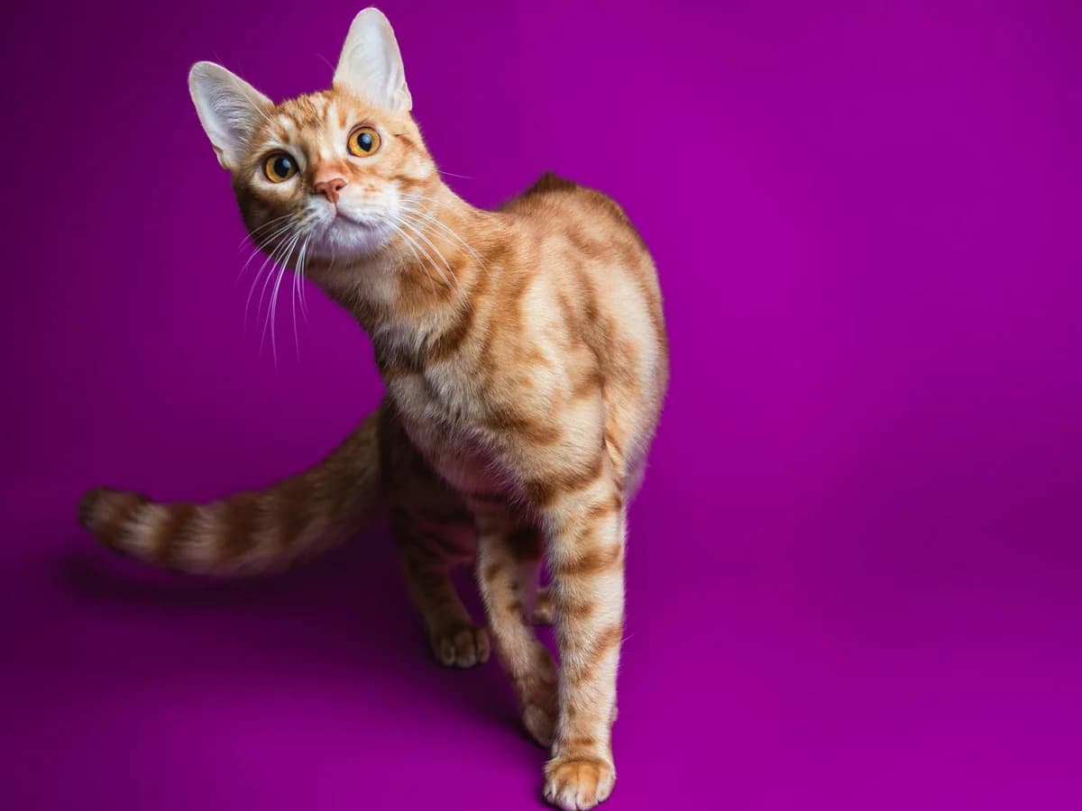 Yukon, rot getigert male young Bengal for adoption at Tierheim Hamburg, Hamburg