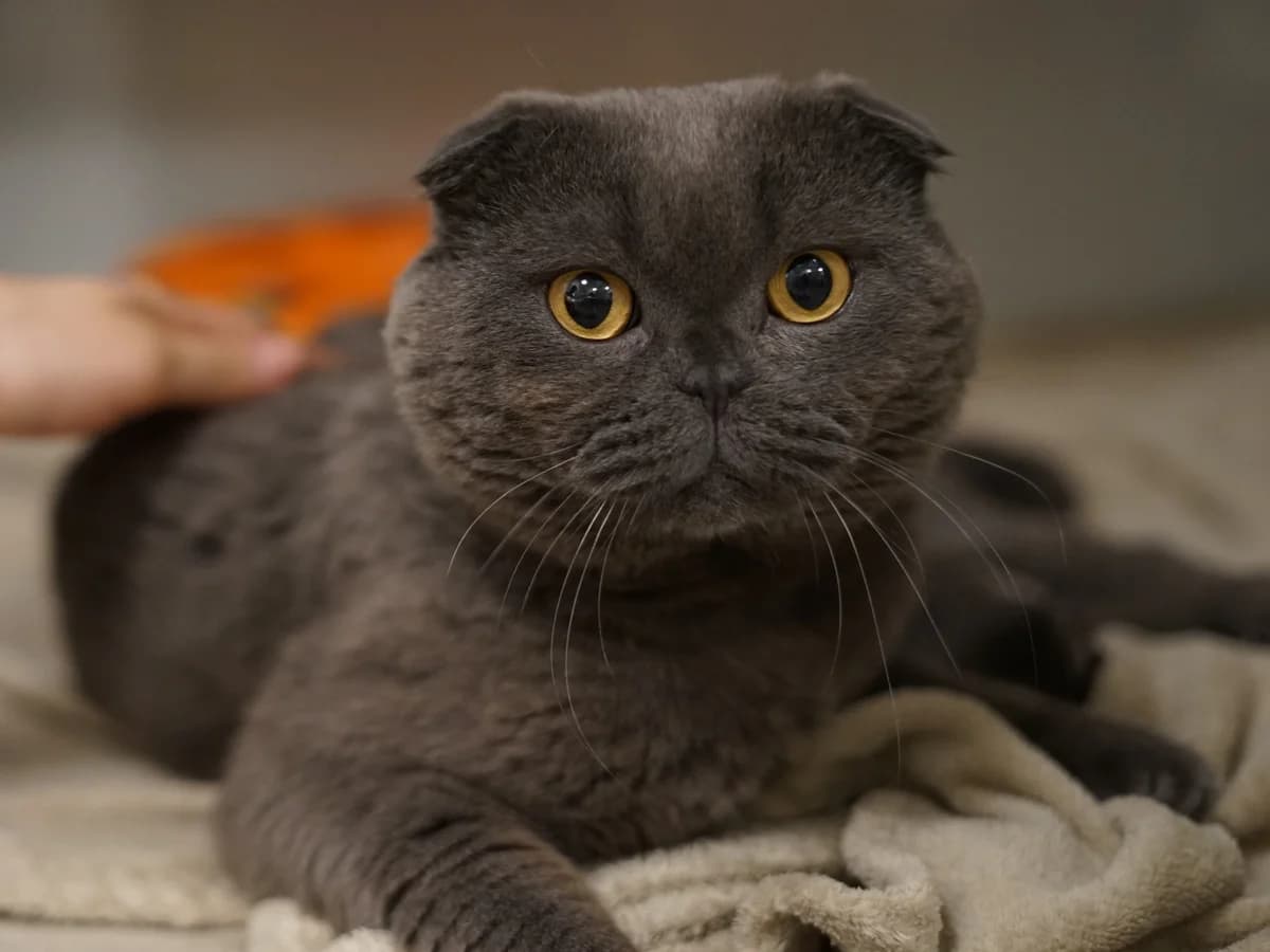 Felio, grau male 3yo Scottish Fold for adoption at Tierheim Hamburg, Hamburg