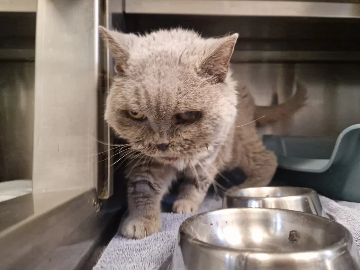 Tessa, grau female senior Persian for adoption at Tierheim Hamburg, Hamburg