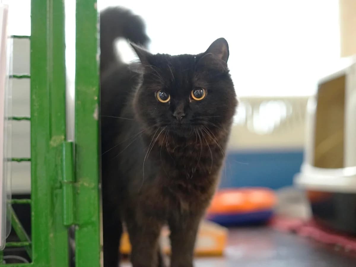 Kiki, schwarz Langhaar female 3yo mixed breed for adoption at Hamburger Tierschutzverein, Hamburg