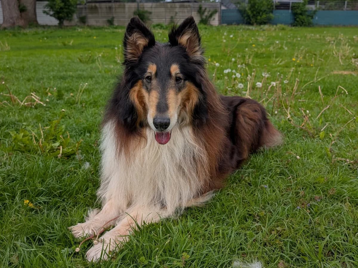 Fiete, Dunkelbraun + Hellbraun + Weiße Abzeichen male 7yo Collie for adoption at Hamburger Tierschutzverein, Hamburg