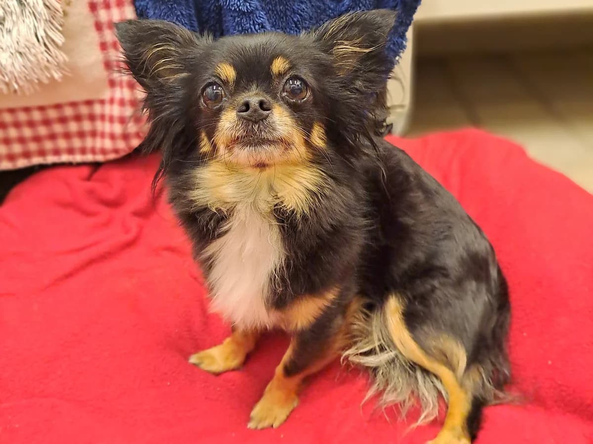 Cleo, schwarz mit hellbraunen Abzeichen female senior Chihuahua for adoption at Hamburger Tierschutzverein, Hamburg
