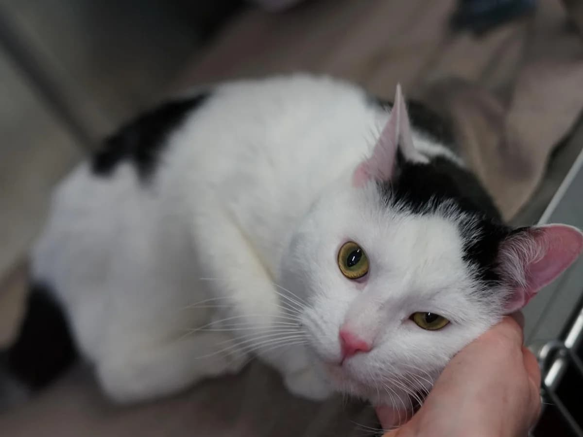 Bobby, weiß mit schwarzen Abzeichen male 4yo mixed breed for adoption at Hamburger Tierschutzverein, Hamburg