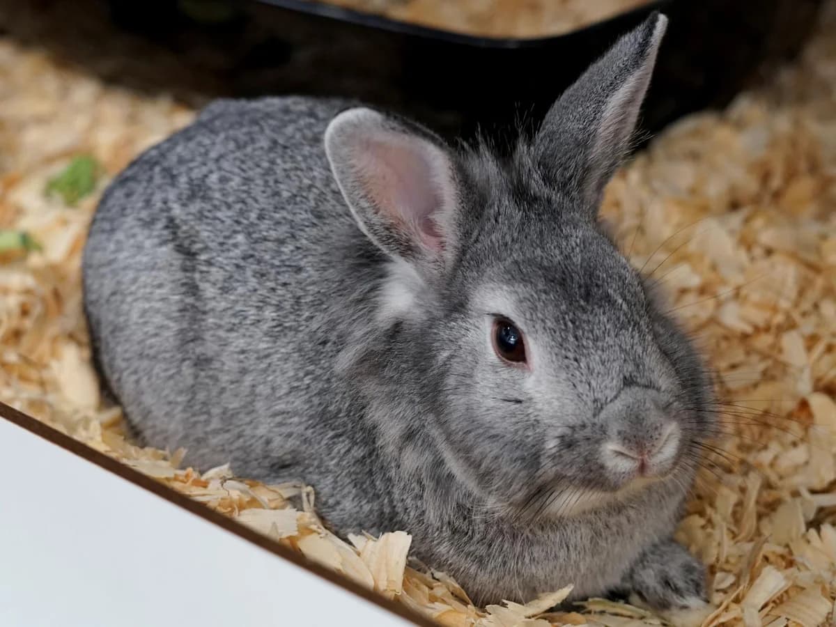 Silva, hellgrauAlter: adult male Mixed Breed for adoption at Tierheim Hamburg, Hamburg
