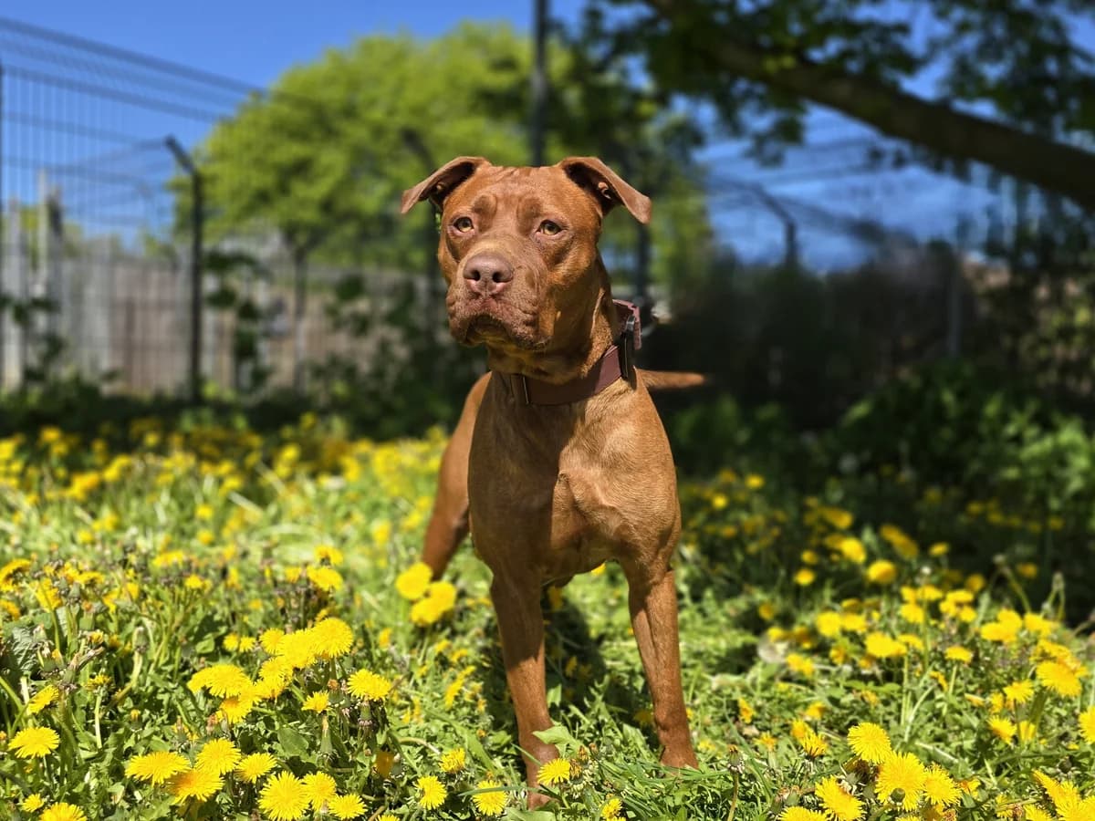 Tamme, rot-braun male 3yo American Staffordshire Terrier for adoption at Hamburger Tierschutzverein, Hamburg