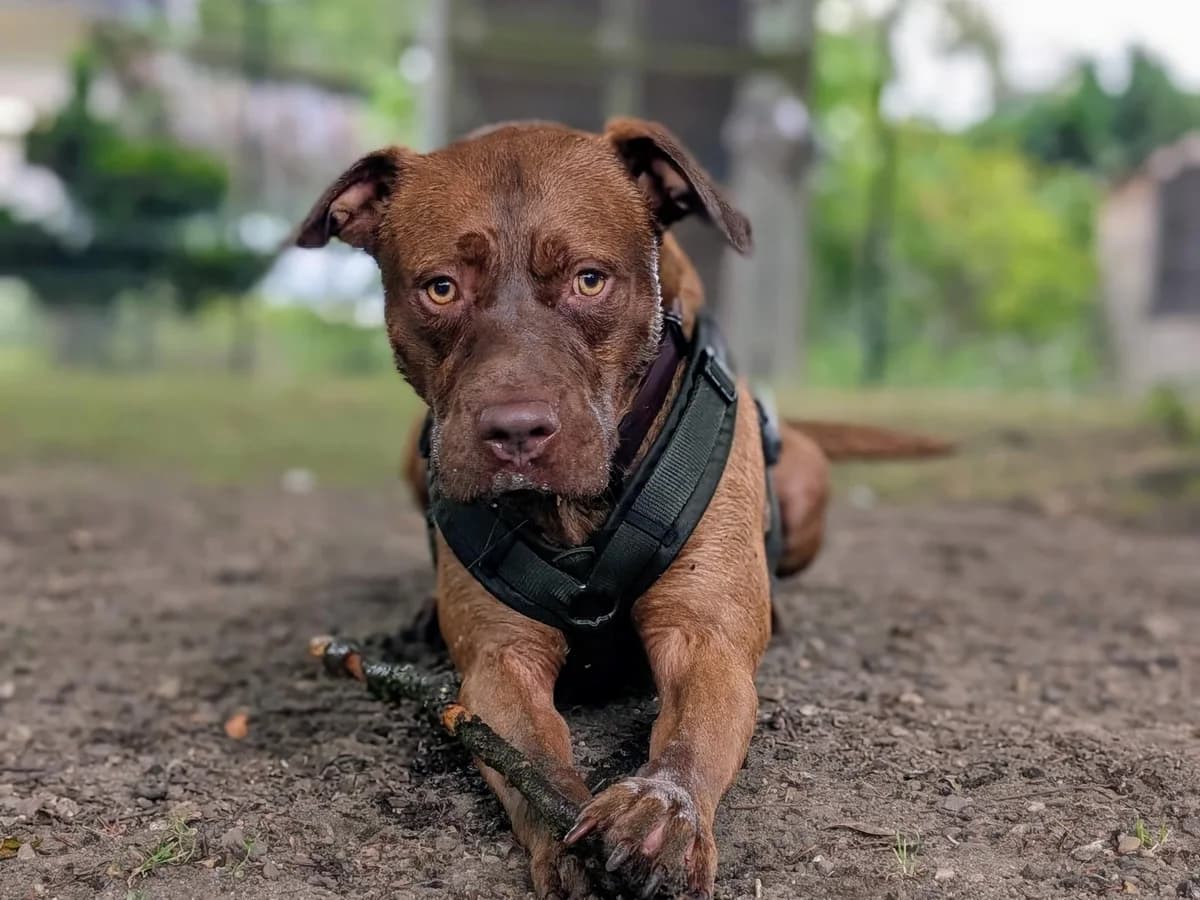 Tamme, rot-braun male 3yo Staffordshire Bull Terrier for adoption at Tierheim Hamburg, Hamburg