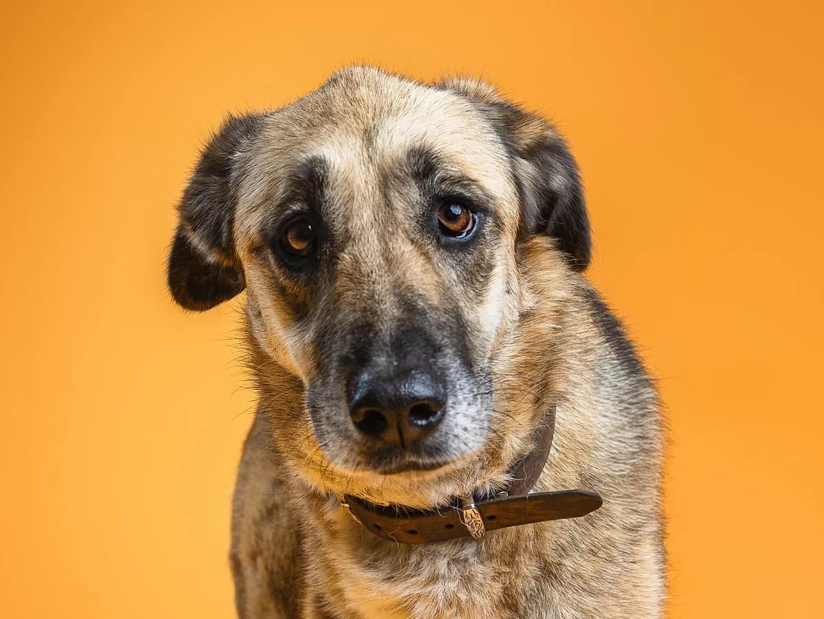 Mandy, braun mit schwarzer Maske female 6yo Mixed Breed for adoption at Hamburger Tierschutzverein, Hamburg
