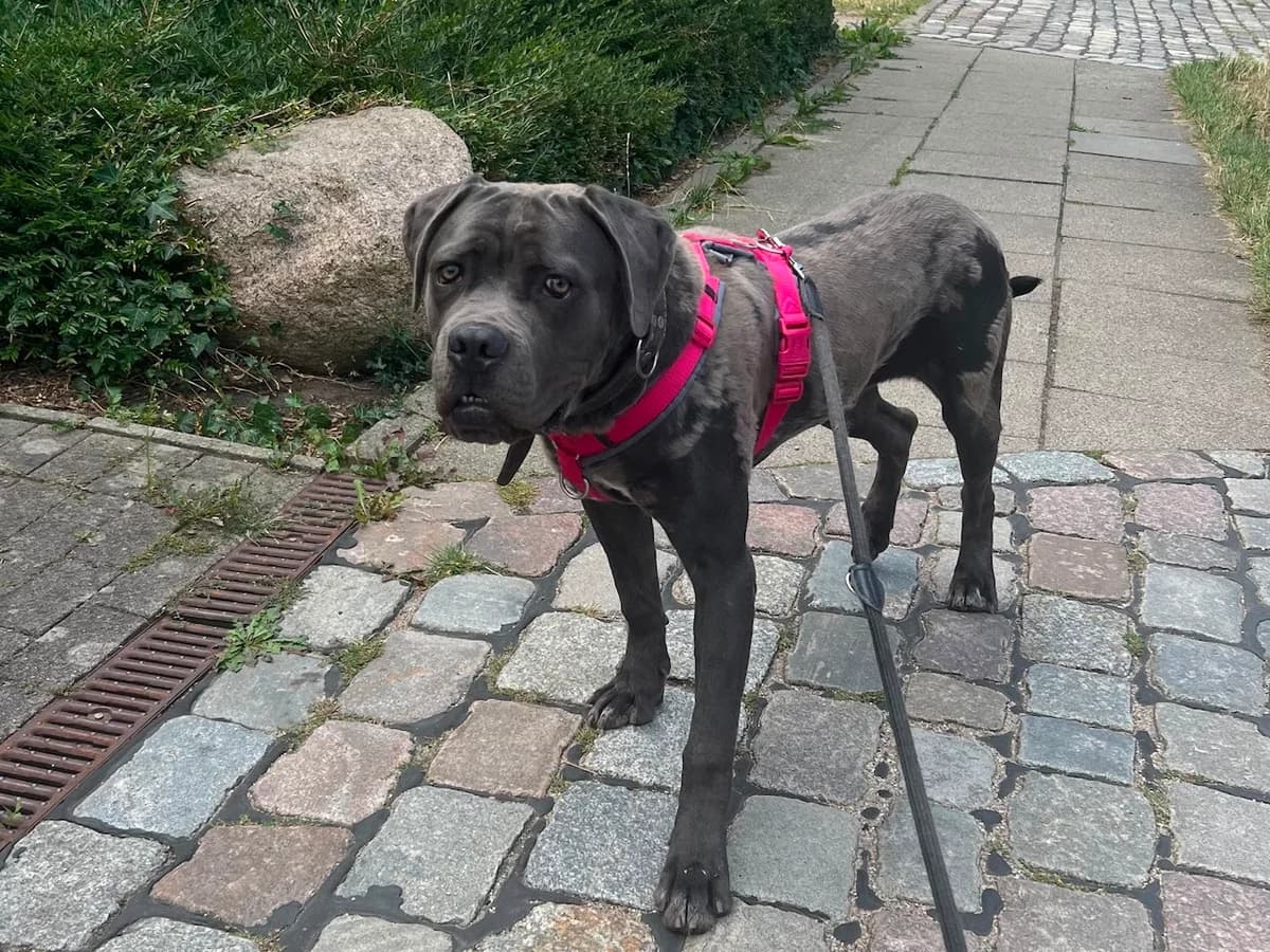 Ares, grau mit weißem Brustfleck male young Cane Corso for adoption at Hamburger Tierschutzverein, Hamburg