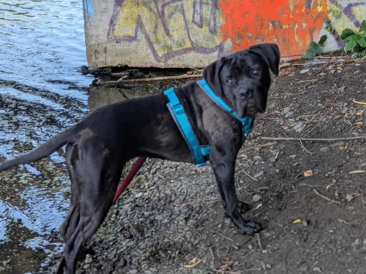 Athena, schwarz mit weißer Brust female young Cane Corso for adoption at Hamburger Tierschutzverein, Hamburg