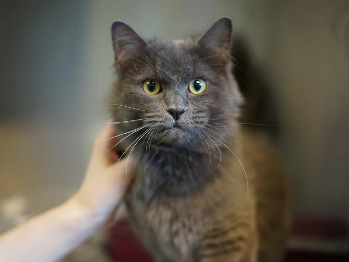 Poseidon, grau / Silber male 5yo mixed breed for adoption at Hamburger Tierschutzverein, Hamburg