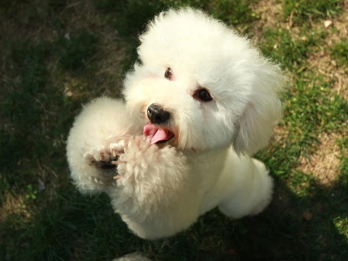 Pippa, weiß female puppy Bichon Frisé for adoption at Tierheim Hamburg, Hamburg