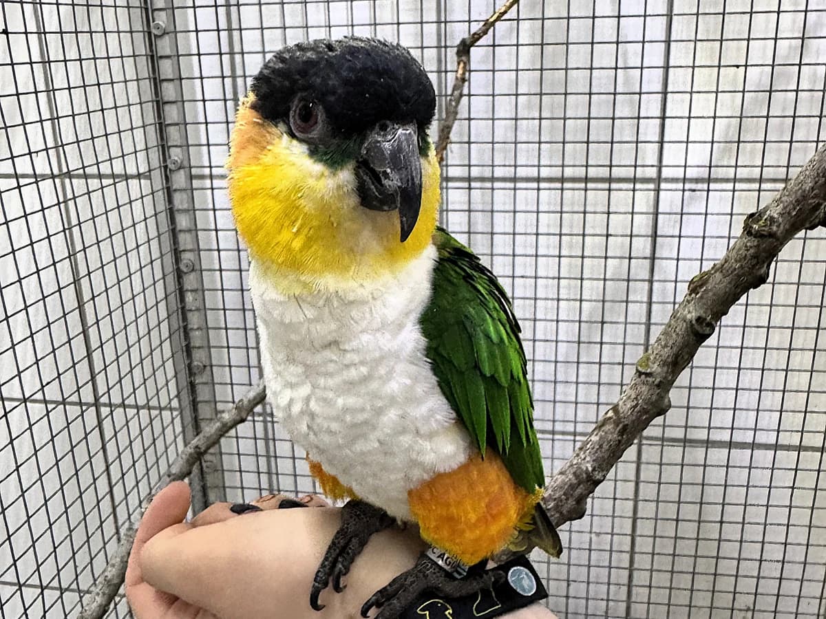 Earl, typischSchlüpfdatum: adult male Mixed Breed for adoption at Tierheim Hamburg, Hamburg