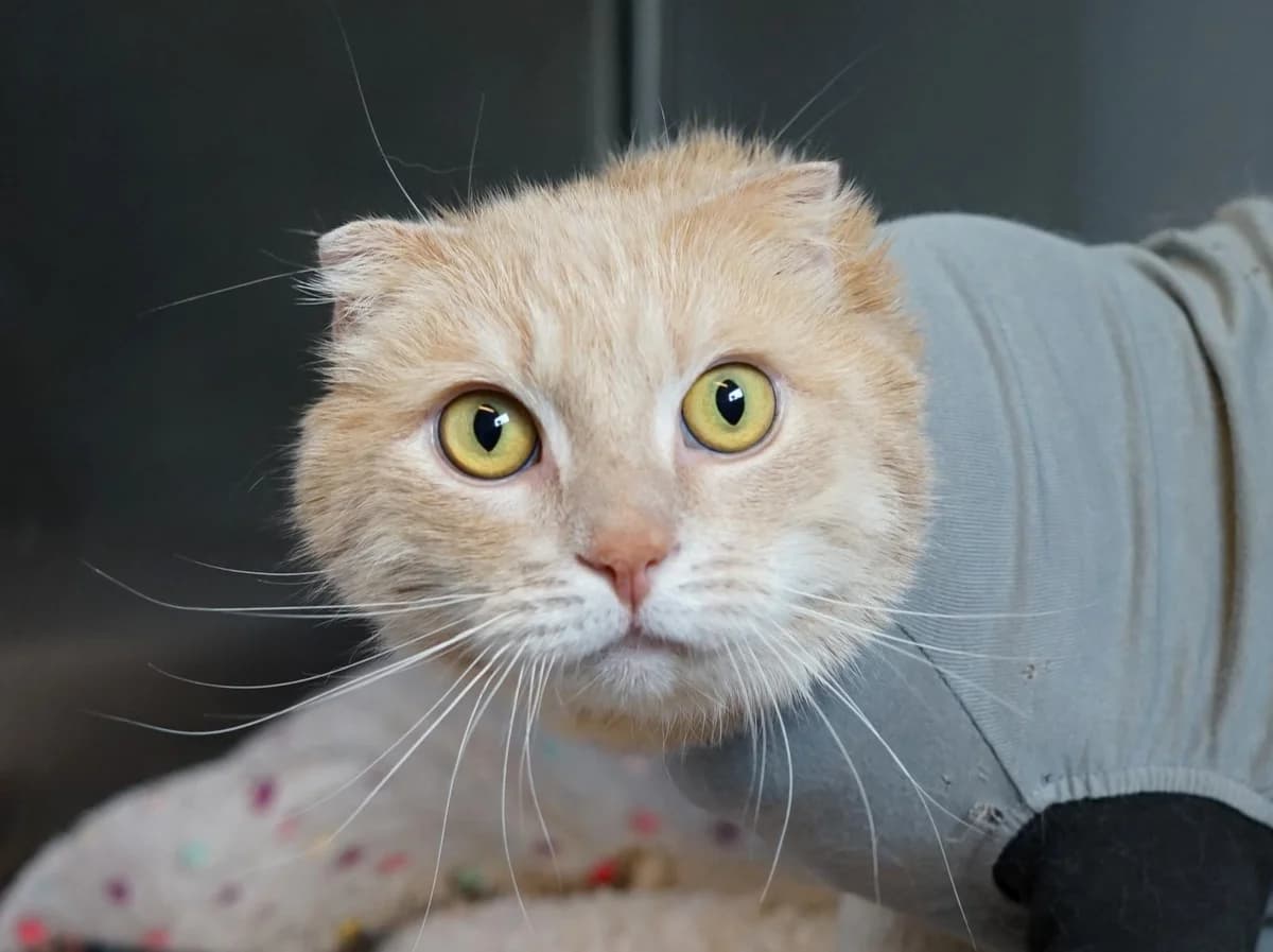 Nikos, rot-beige male 7yo Scottish Fold for adoption at Tierheim Hamburg, Hamburg