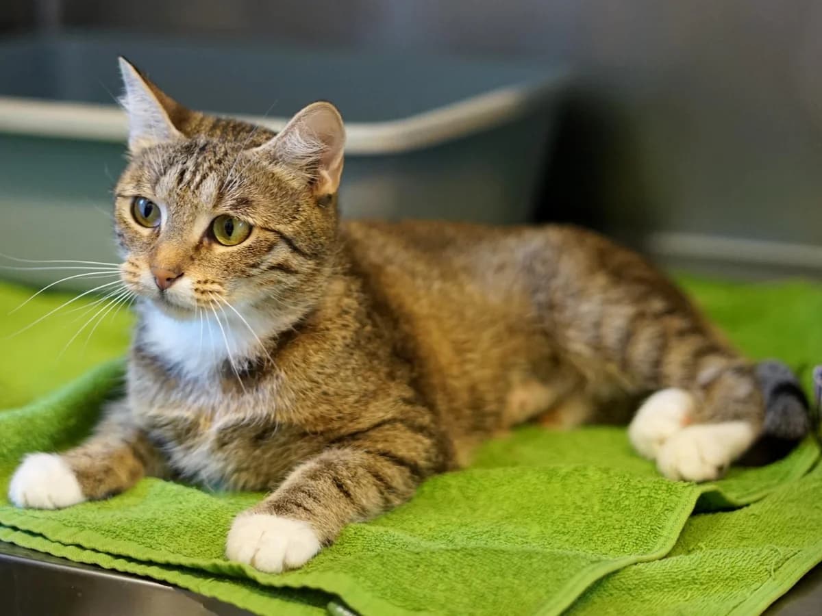 Salsa, braun-getigert mit weißen Abzeichen female young mixed breed for adoption at Hamburger Tierschutzverein, Hamburg