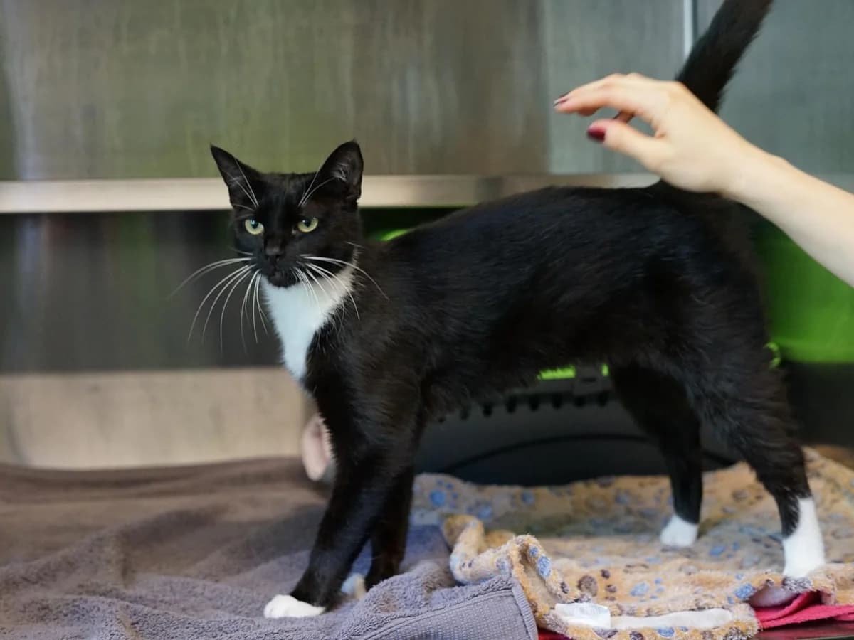 Holly, schwarz mit weißen Abzeichen female 4yo mixed breed for adoption at Hamburger Tierschutzverein, Hamburg