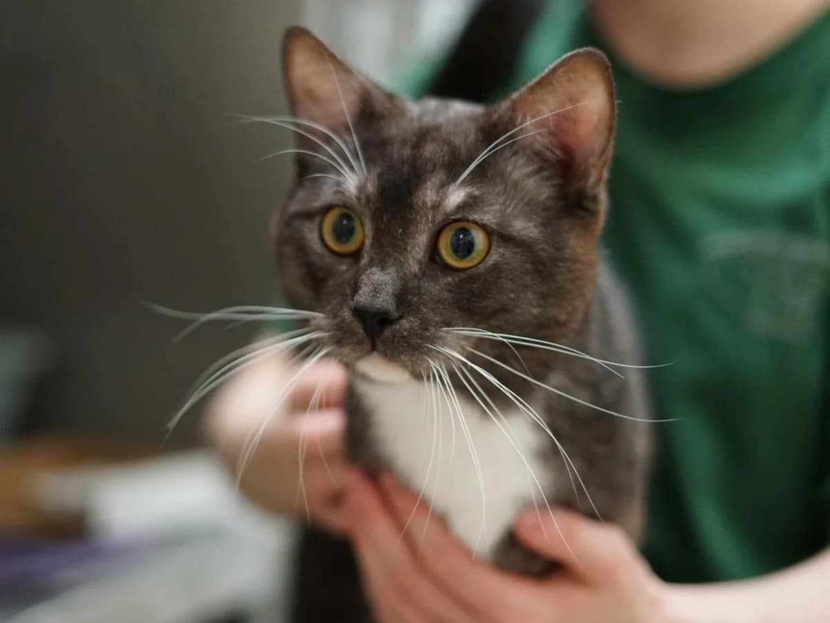 Pfeffer, grau-schwarz mit weißen Abzeichen und weißer Unterwolle male young British Shorthair for adoption at Hamburger Tierschutzverein, Hamburg
