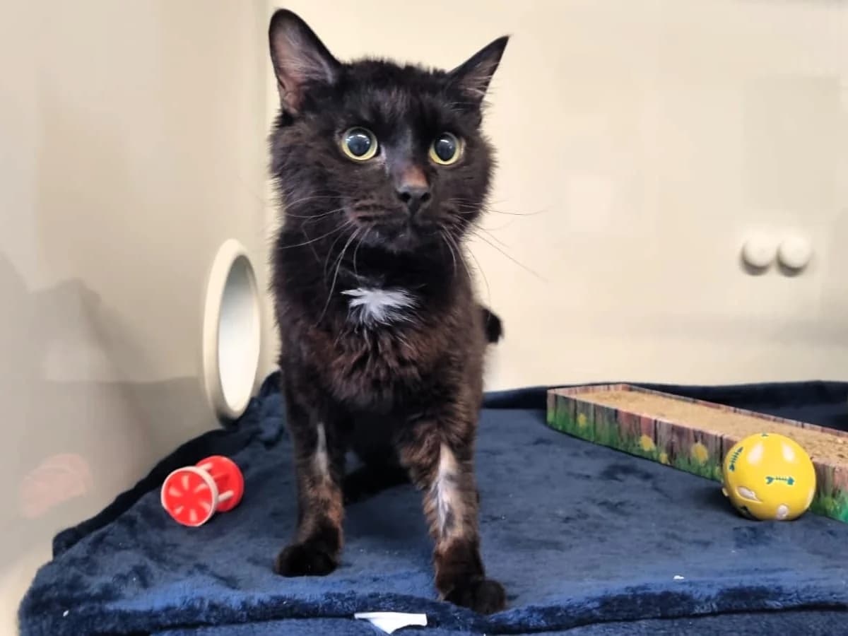 Razumi, schwarz male 4yo mixed breed for adoption at Hamburger Tierschutzverein, Hamburg
