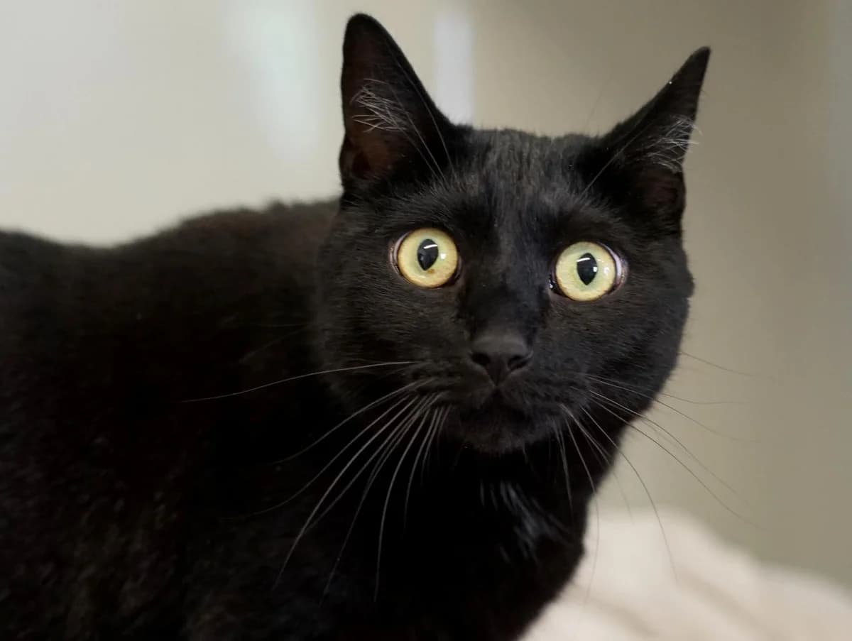 Spooky, schwarz male 5yo mixed breed for adoption at Hamburger Tierschutzverein, Hamburg