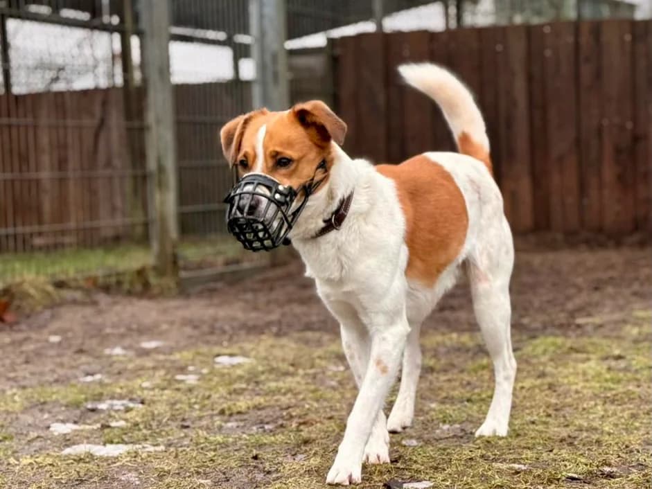 Ted, weiß-braun male 6yo Mixed Breed for adoption at Tierheim Hamburg, Hamburg