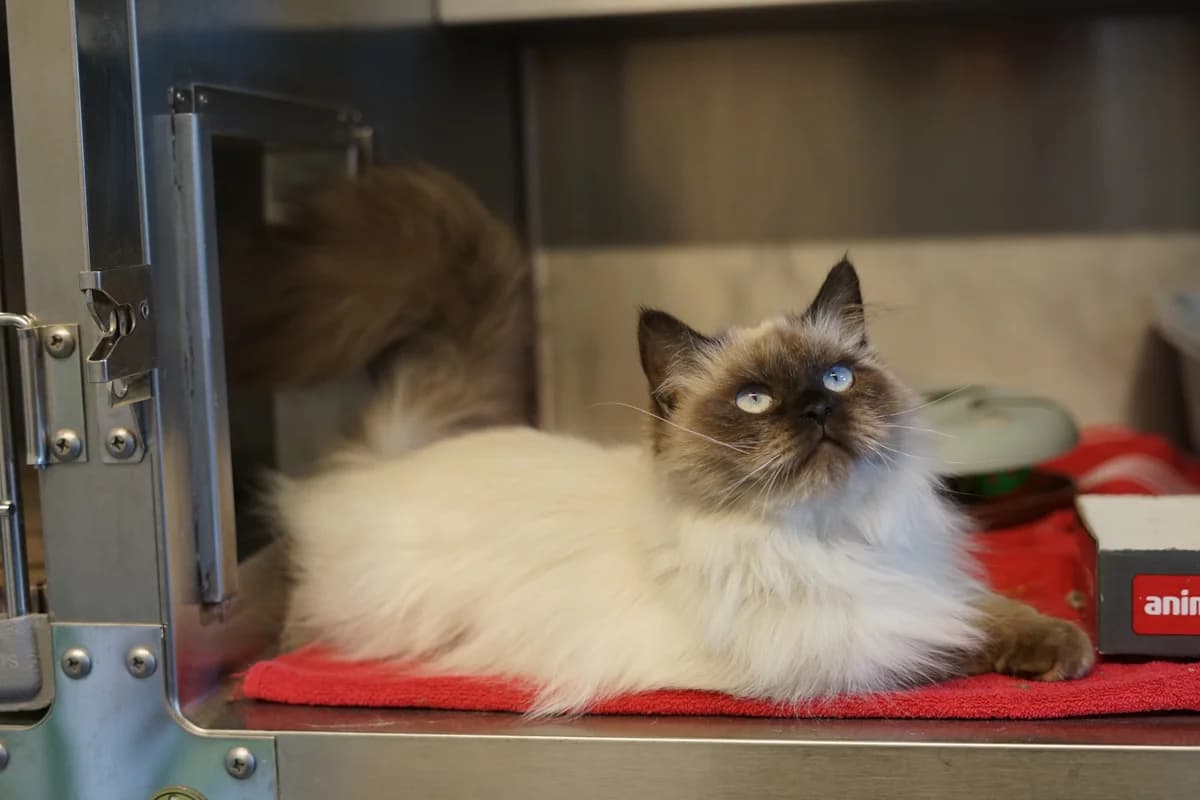 Hera, weiß mit schwarzen Abzeichen female young Birman for adoption at Hamburger Tierschutzverein, Hamburg