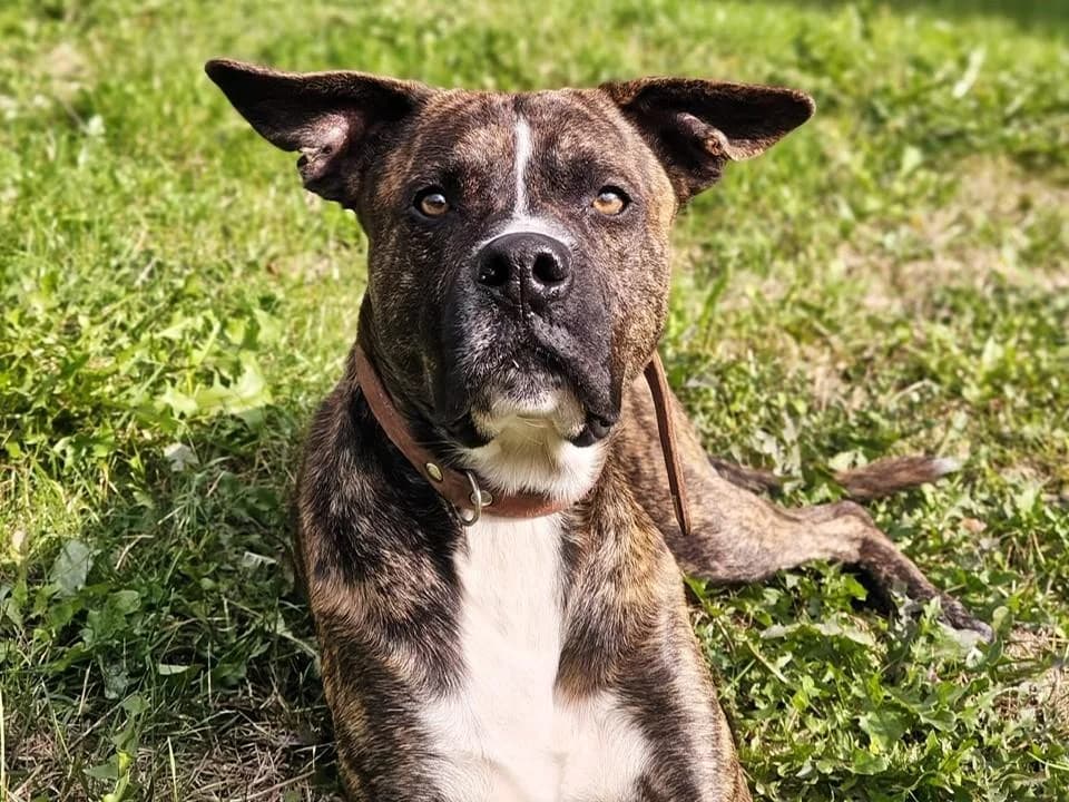 Kalle, schwarz-braun gestromt mit weißen Abzeichen male 3yo Mixed Breed for adoption at Hamburger Tierschutzverein, Hamburg