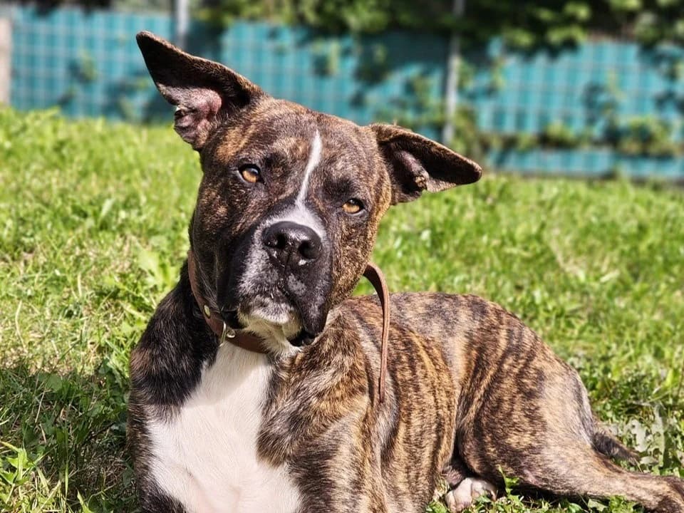 Kalle, schwarz-braun gestromt mit weißen Abzeichen male 3yo Mixed Breed for adoption at Tierheim Hamburg, Hamburg