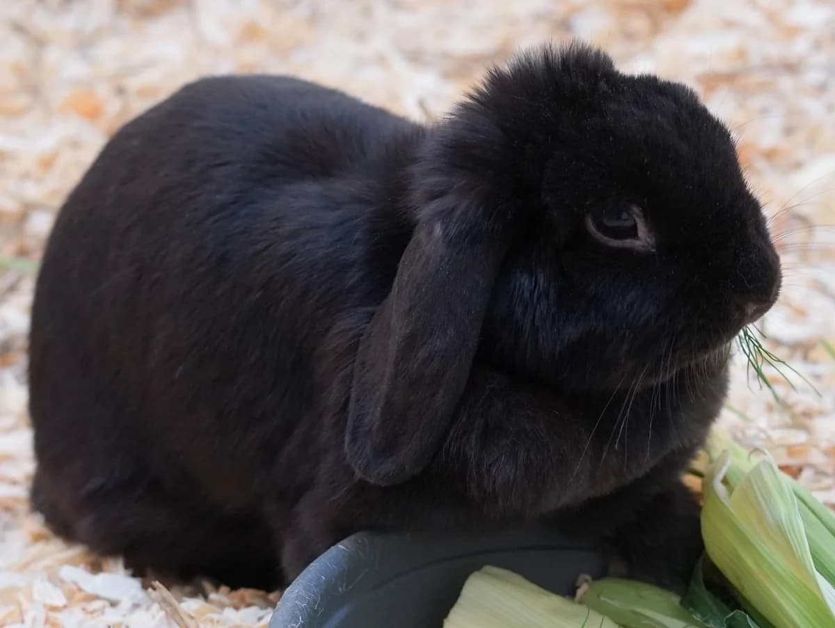 Charlie, schwarzAlter: adult female Mixed Breed for adoption at Tierheim Hamburg, Hamburg
