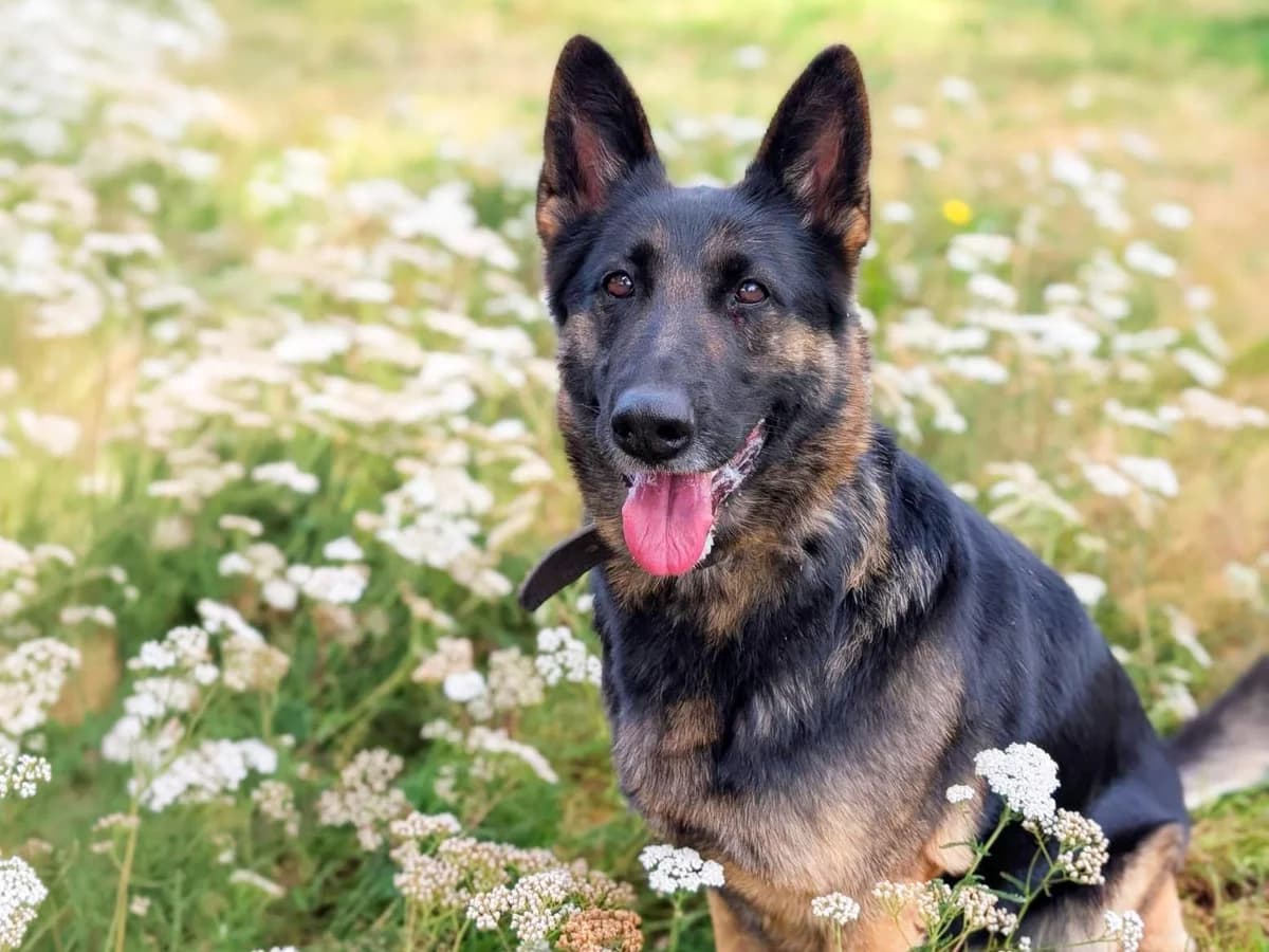 Lissy, schwarz-braun female 6yo German Shepherd for adoption at Tierheim Hamburg, Hamburg