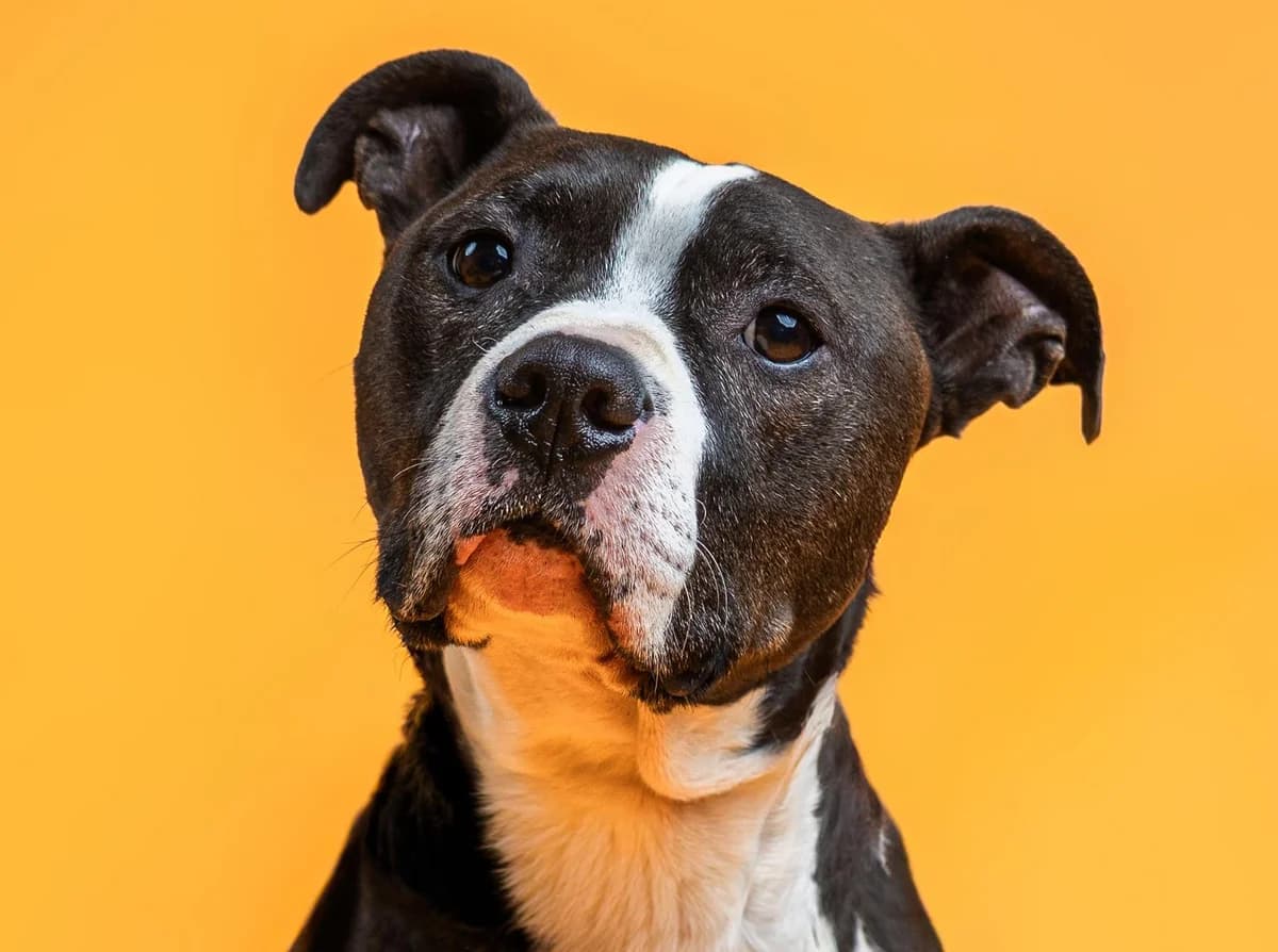 Ty, schwarz-weiß male 7yo Staffordshire Bull Terrier for adoption at Hamburger Tierschutzverein, Hamburg