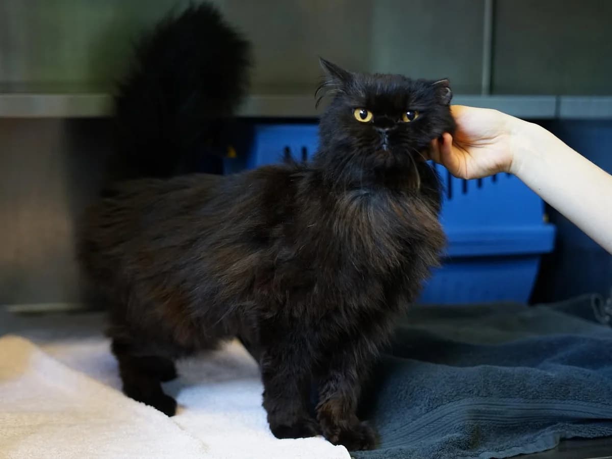 Snickers, schwarz male 7yo Persian for adoption at Hamburger Tierschutzverein, Hamburg