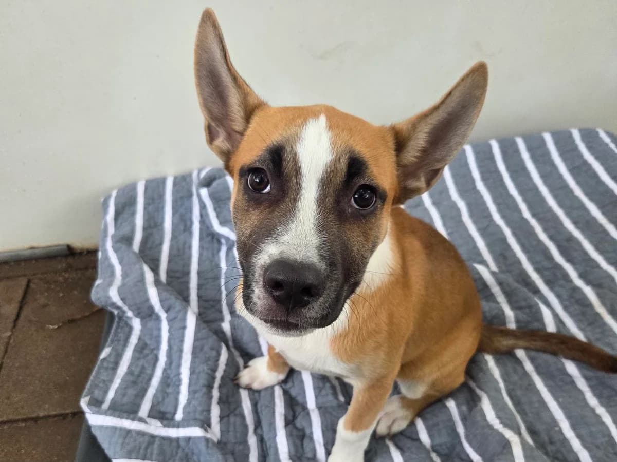 Lando, braun mit weißen und wenigen schwarzen Abzeichen male puppy Mixed Breed for adoption at Hamburger Tierschutzverein, Hamburg