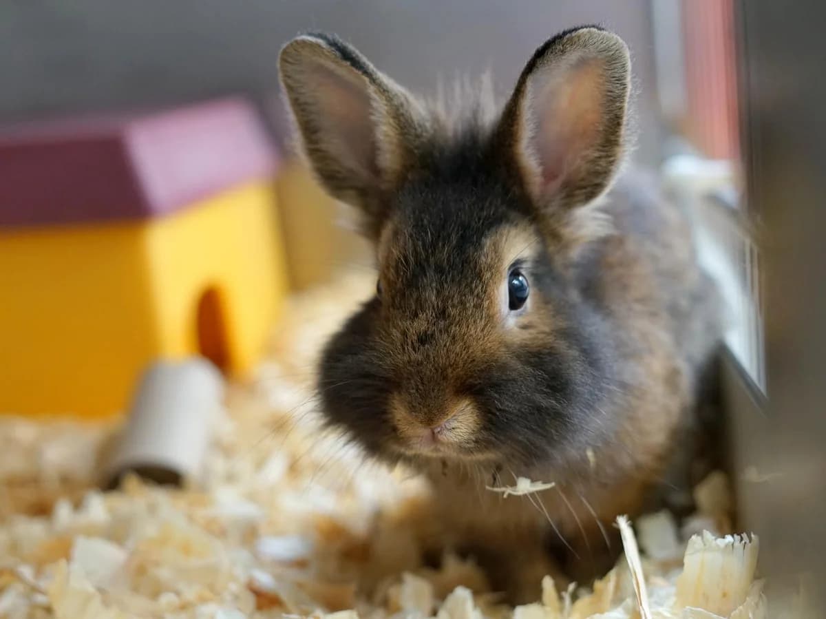 Track, wild male mixed breed for adoption at Tierheim Hamburg, Hamburg