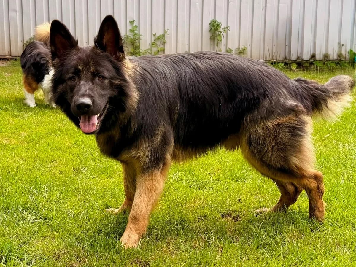 Bobby, braun-schwarz male young German Shepherd for adoption at Hamburger Tierschutzverein, Hamburg