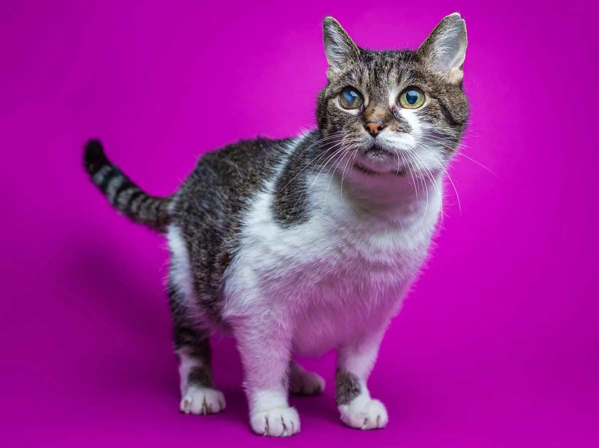Rosalie, braun-grau getigert mit weiß female senior mixed breed for adoption at Tierheim Hamburg, Hamburg