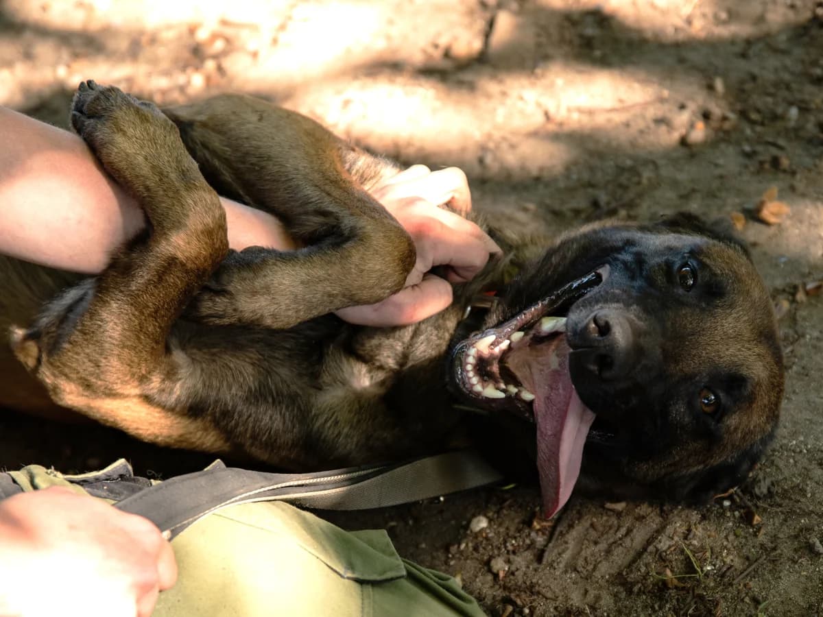 Tabasco, braun-schwarz male 3yo Belgian Malinois for adoption at Tierheim Hamburg, Hamburg