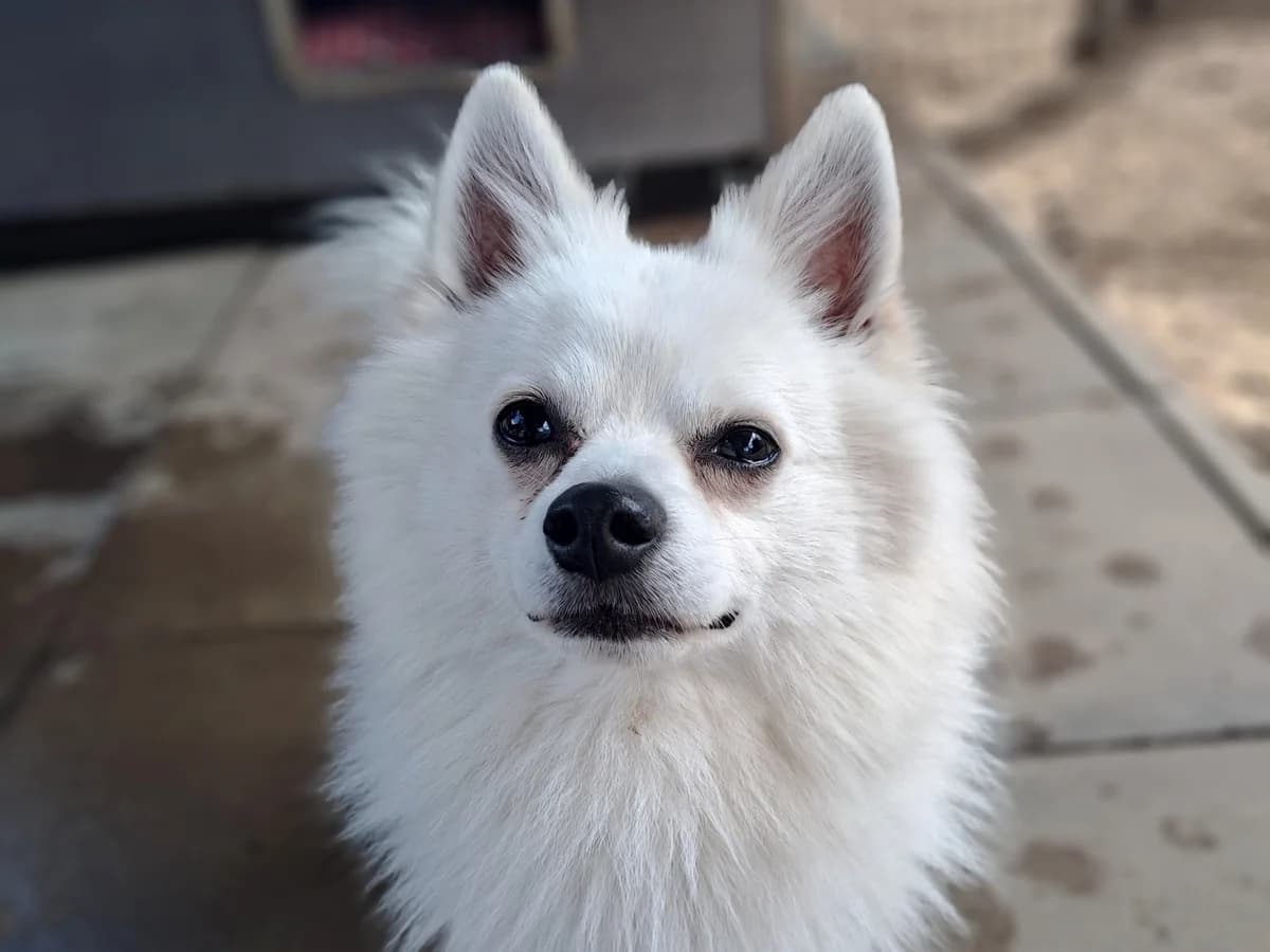 Chilli, weiß male young mixed breed for adoption at Hamburger Tierschutzverein, Hamburg