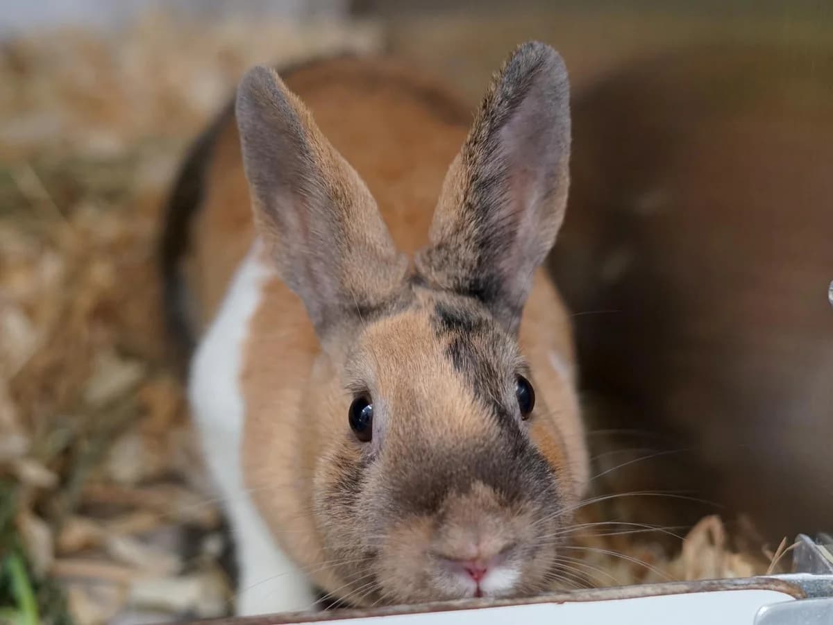 Tessa, braun-grau-meliertAlter: adult female mixed breed for adoption at Tierheim Hamburg, Hamburg