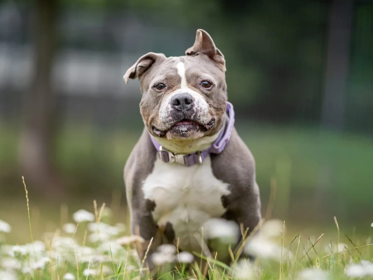 Pummel, grau mit weißen Abzeichen female 7yo Staffordshire Bull Terrier for adoption at Hamburger Tierschutzverein, Hamburg