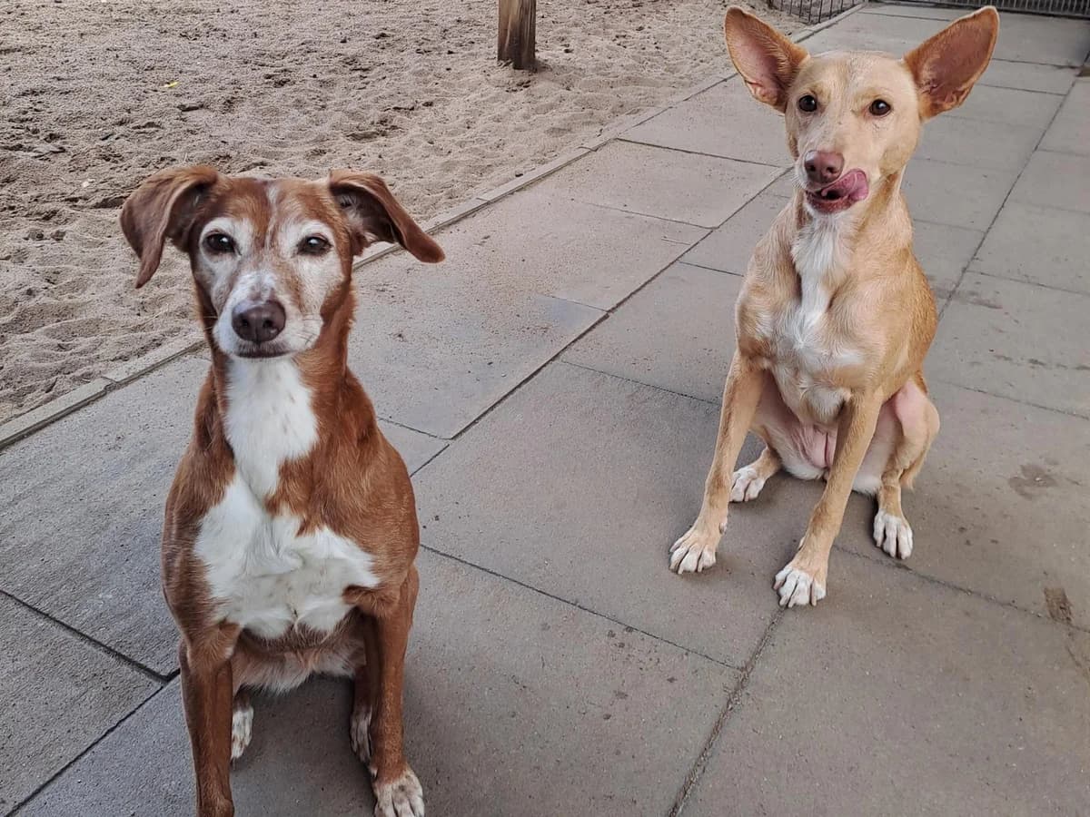 Grisha und Lachana, blond mit weißen Abzeichen (Grisha), rot-braun mit weißen Abzeichen (Lachana) female 7yo Podenco for adoption at Hamburger Tierschutzverein, Hamburg