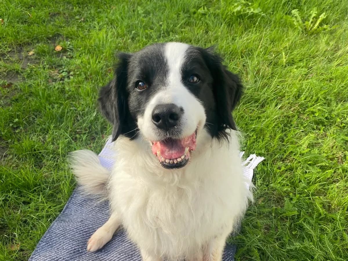 Lilly, weiß mit schwarz female senior Border Collie for adoption at Tierheim Hamburg, Hamburg