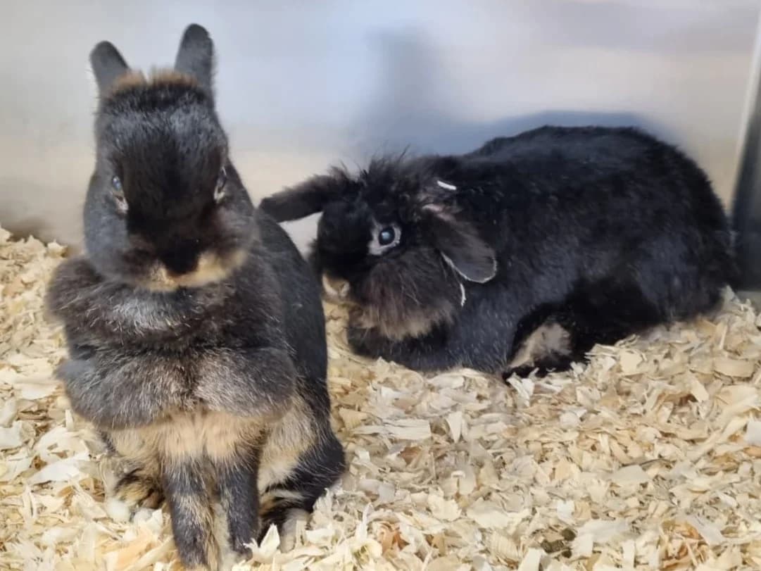 Bud Spencer, schwarz male senior mixed breed for adoption at Tierheim Hamburg, Hamburg