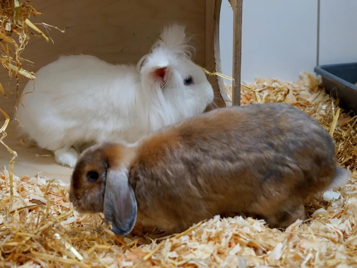 Tiramisu & Amaretto, braun (Tiramisu); weiß (Amaretto)Alter: adult male Mixed Breed for adoption at Tierheim Hamburg, Hamburg