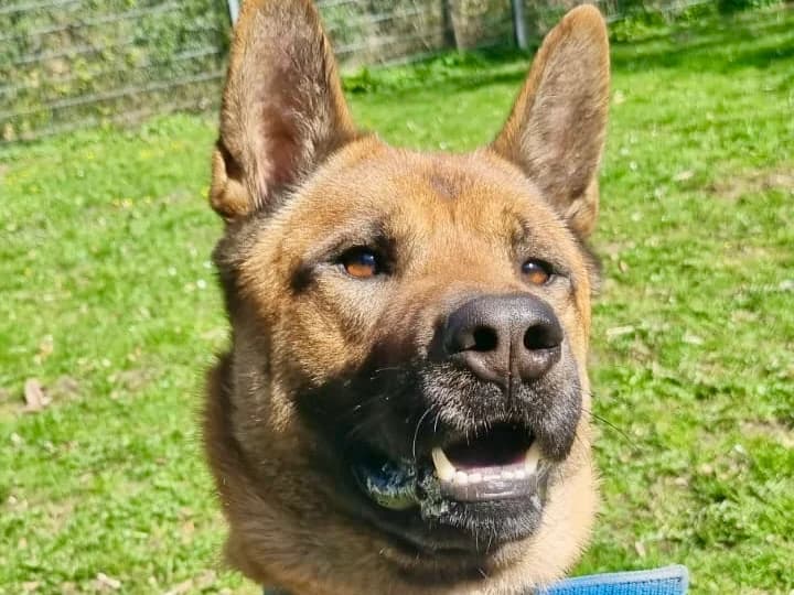 Carlo, braun mit schwarz melierten Abzeichen und schwarzer Maske male 3yo Belgian Malinois for adoption at Tierheim Hamburg, Hamburg