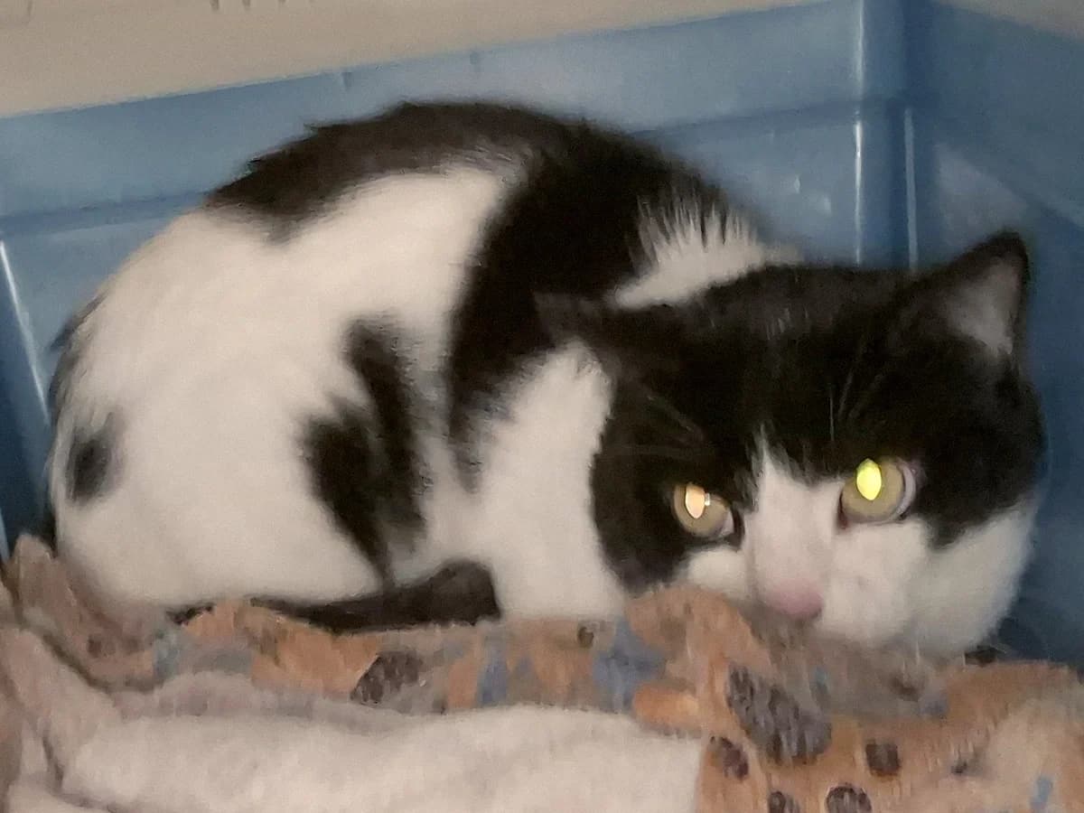 Grommet, schwarz-weiß male 5yo mixed breed for adoption at Hamburger Tierschutzverein, Hamburg