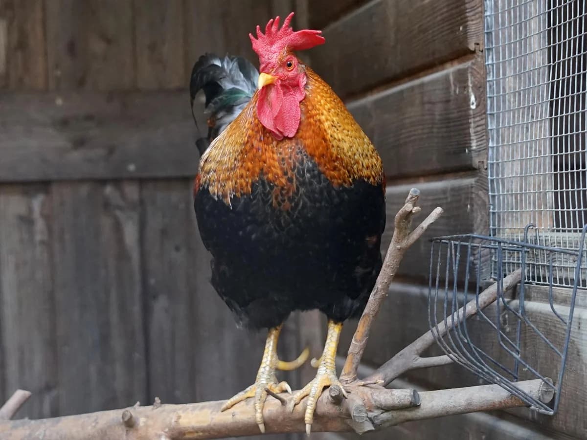Fridolin, wild male mixed breed for adoption at Tierheim Hamburg, Hamburg