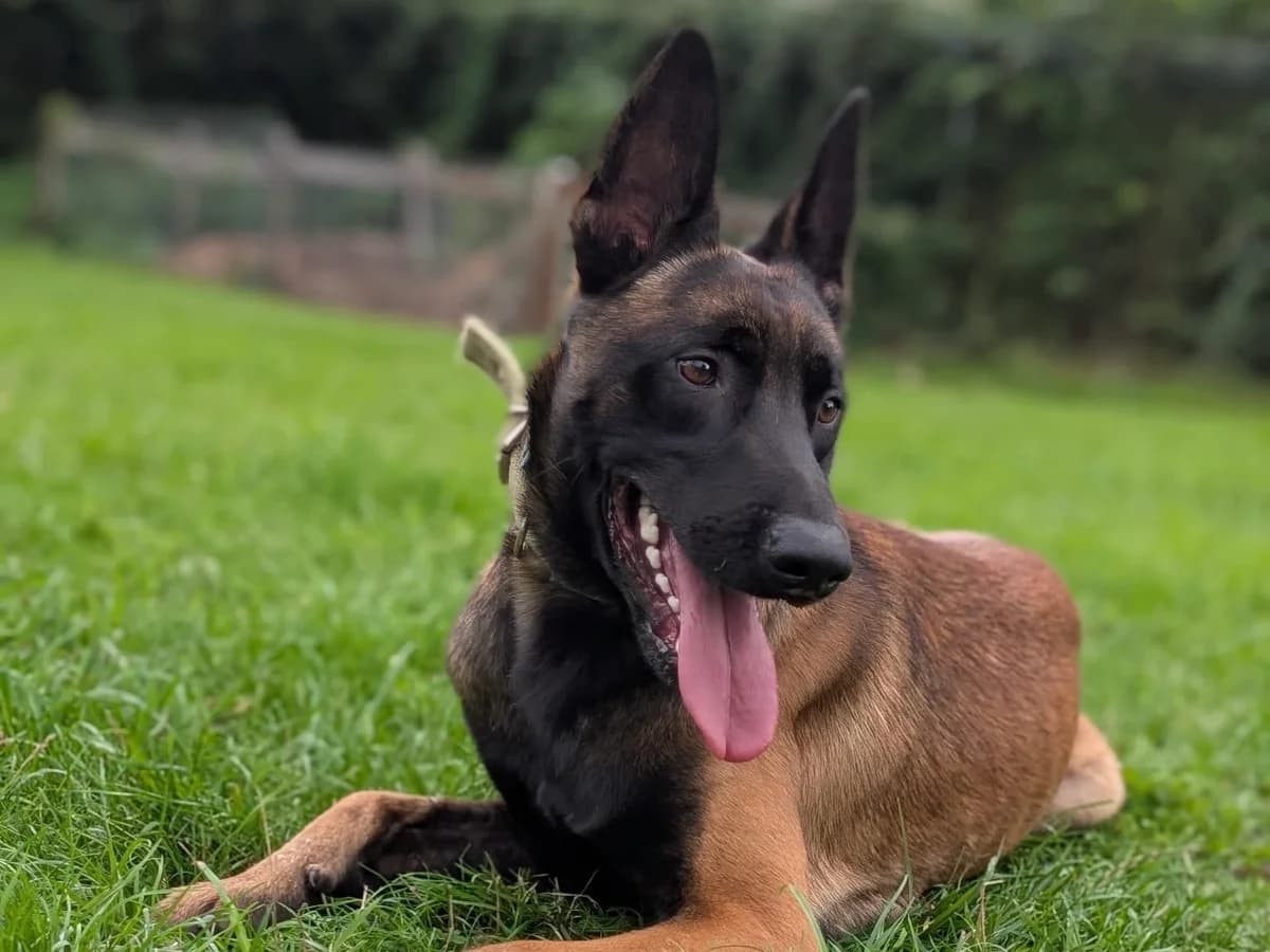 Nero, braun-schwarz meliert male young Belgian Malinois for adoption at Tierheim Hamburg, Hamburg
