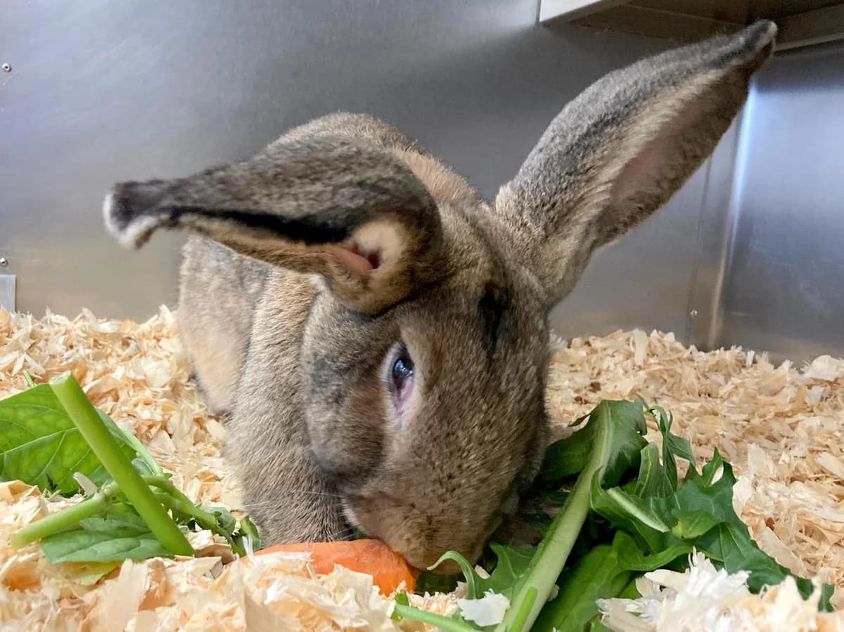 Draco M., braun male young Mixed Breed for adoption at Tierheim Hamburg, Hamburg