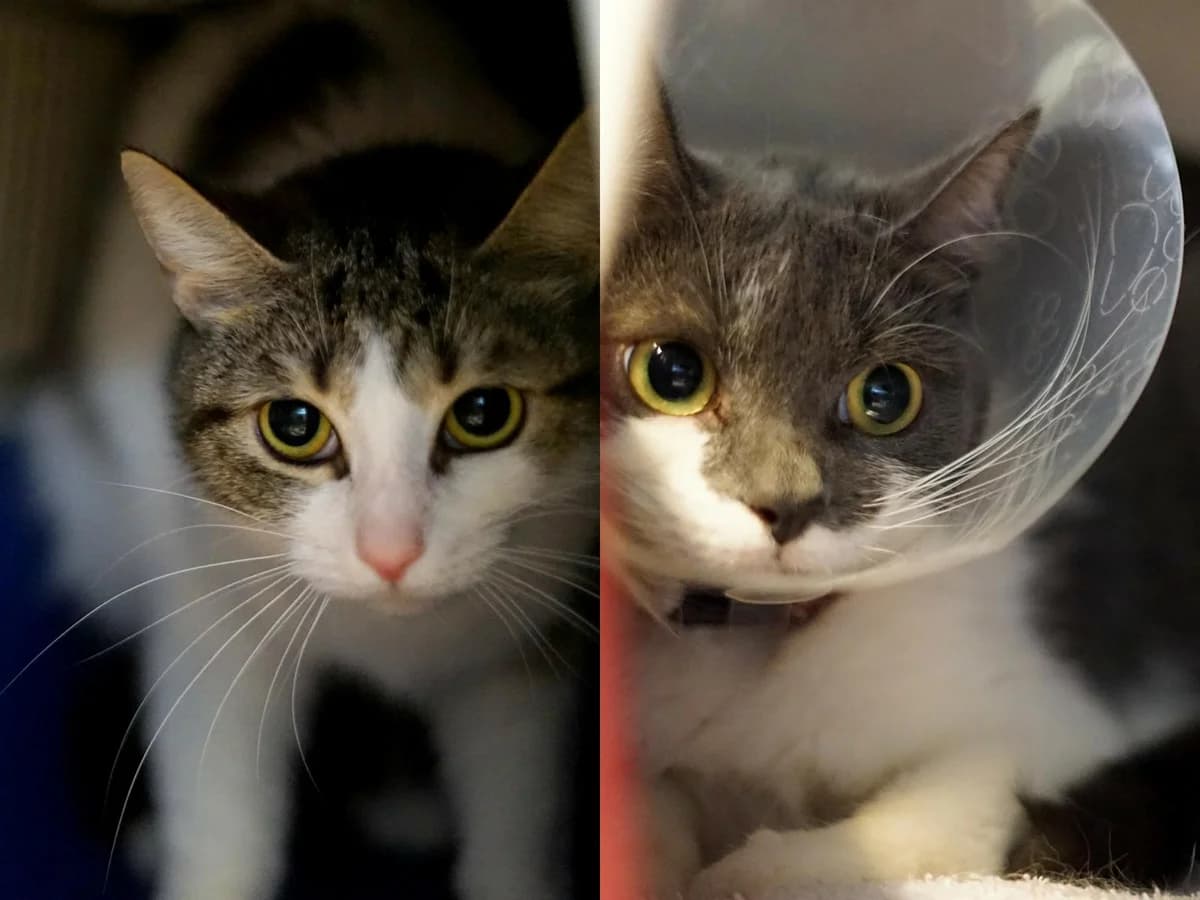 Hanni & Nanni, grau-schwarz getigert mit weißen Abzeichen (Hanni); grau-weiß (Nanni) female young mixed breed for adoption at Hamburger Tierschutzverein, Hamburg