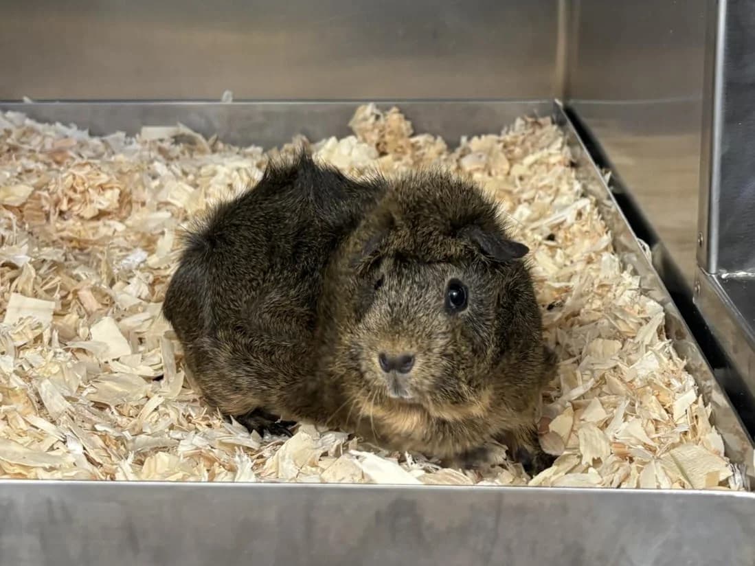 Pinut, dunkelbraun, rosette male Mixed Breed for adoption at Tierheim Hamburg, Hamburg