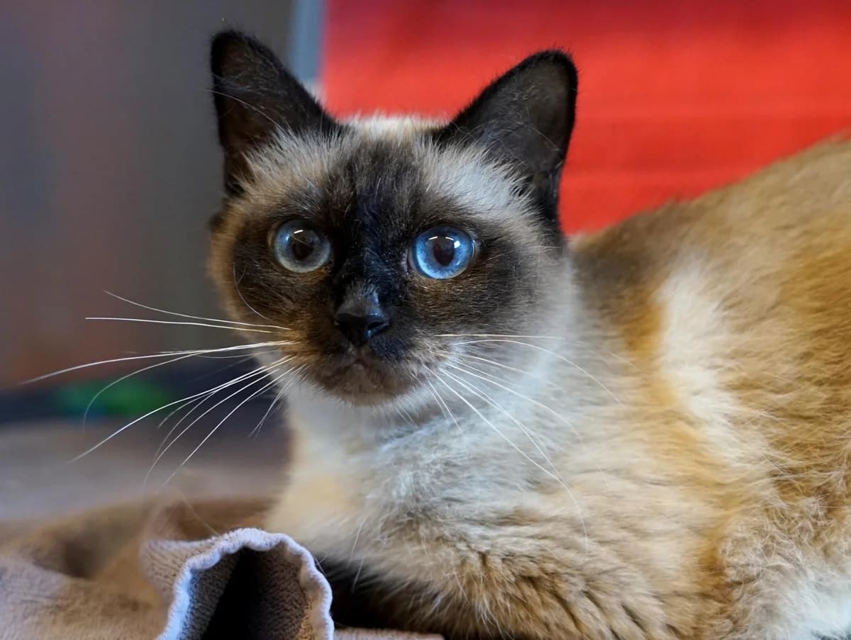 Suri, beige-braun female 4yo Birman for adoption at Hamburger Tierschutzverein, Hamburg